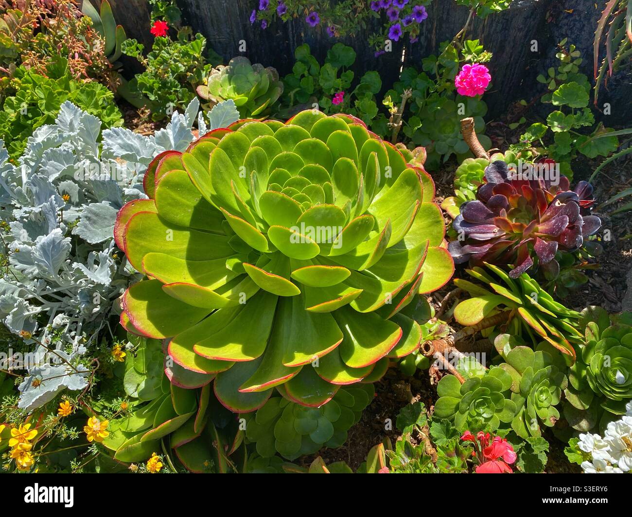Succulent plant - Smartphone Captured Stock Image