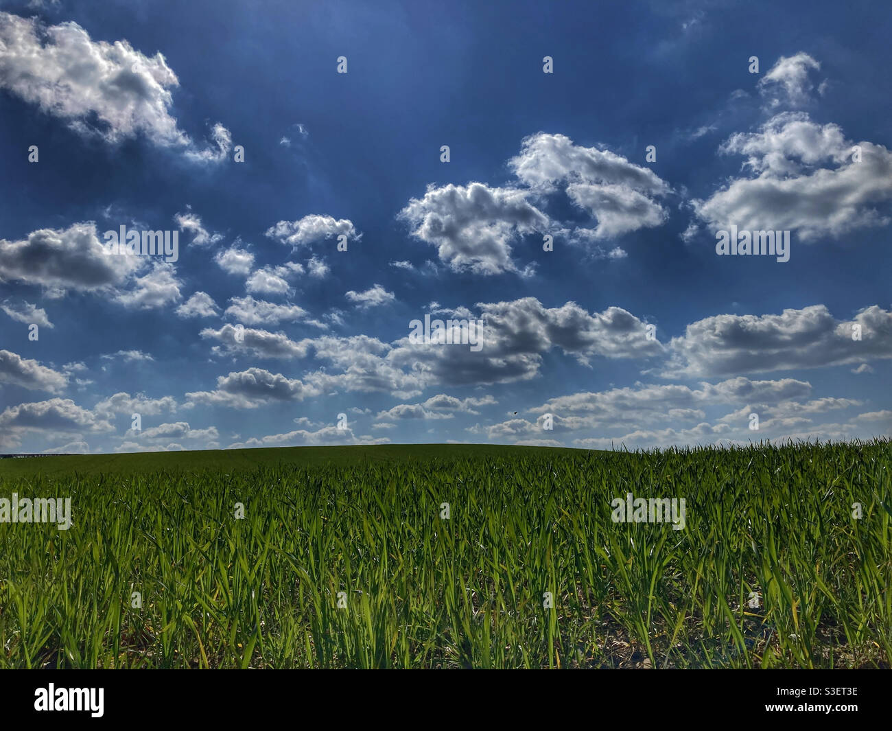 Crops growing under a blue sky Eccup West Yorkshire - Smartphone Captured Stock Image