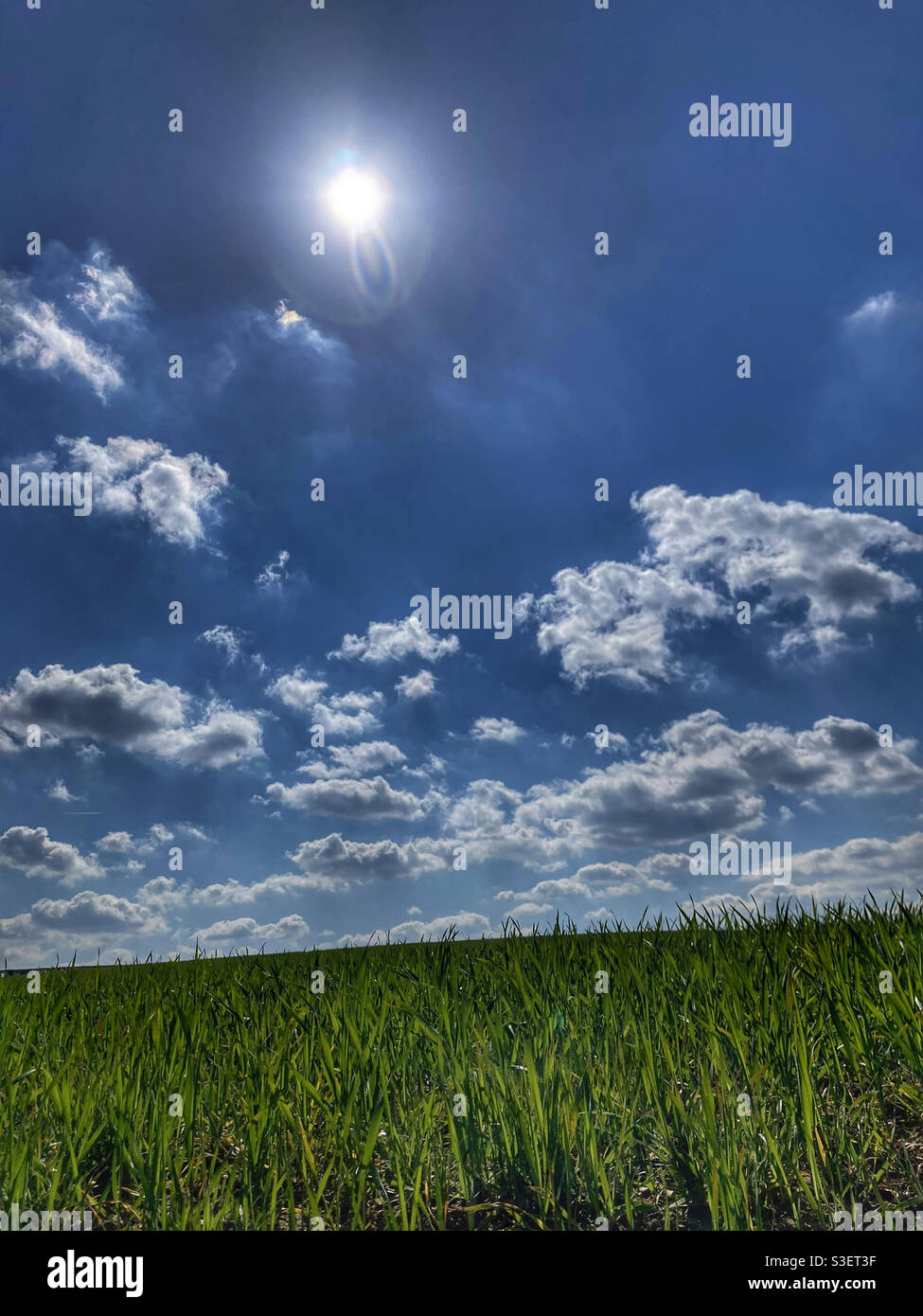 Crops growing under a blue sky Eccup West Yorkshire - Smartphone Captured Stock Image