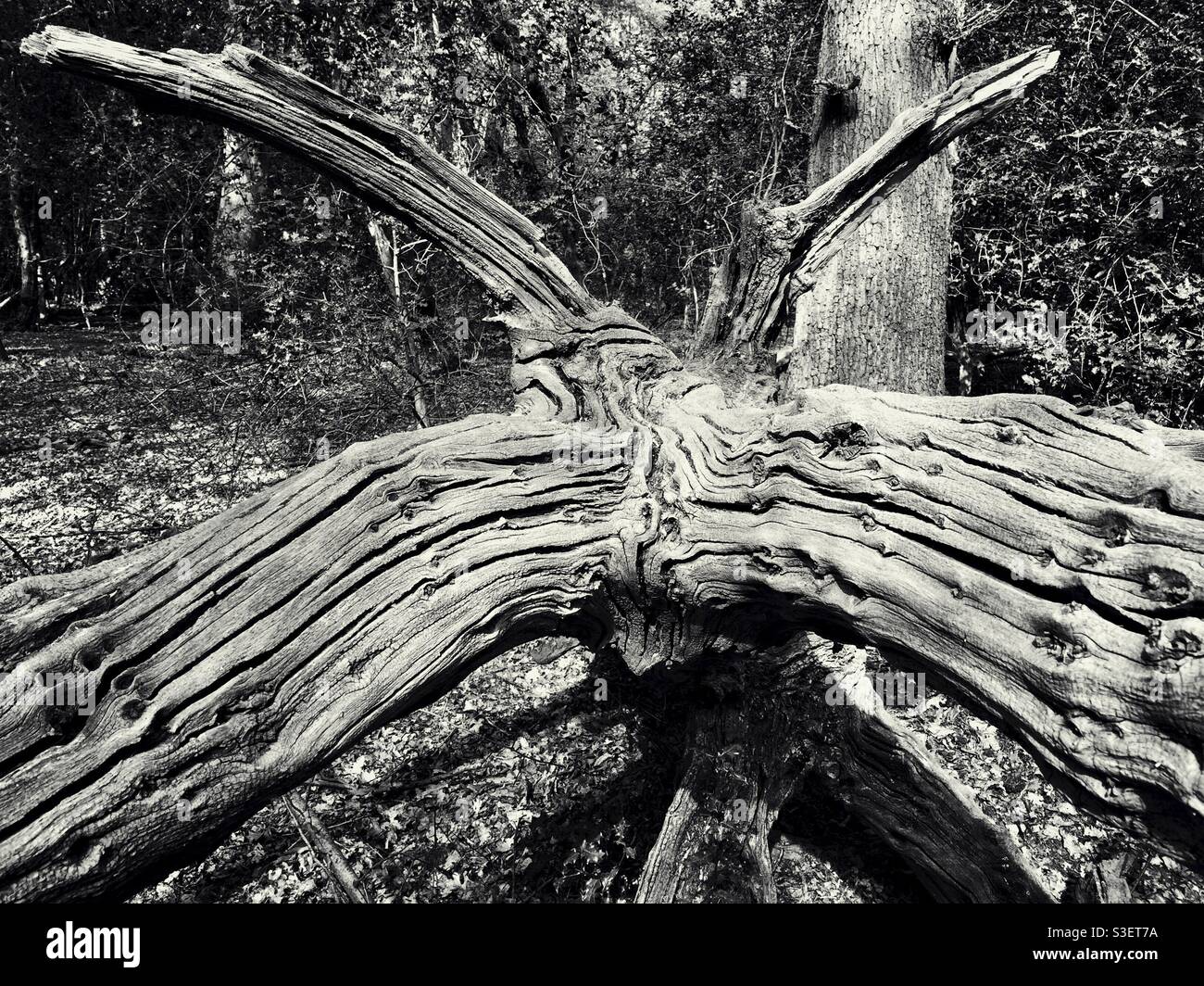 An old split fallen tree lying in the forest. - Smartphone Captured Stock Image