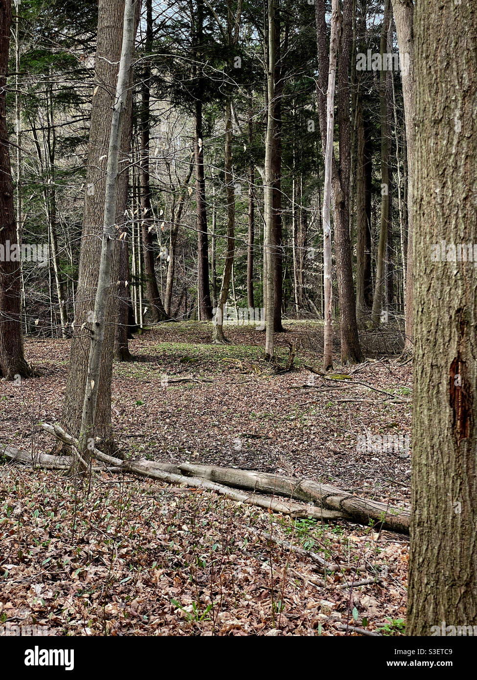 Spring green growth starting on the ground in the woods. - Smartphone Captured Stock Image