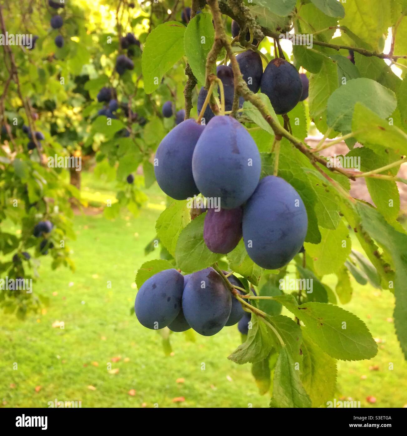 Damsons growing in a garden orchard - Smartphone Captured Stock Image