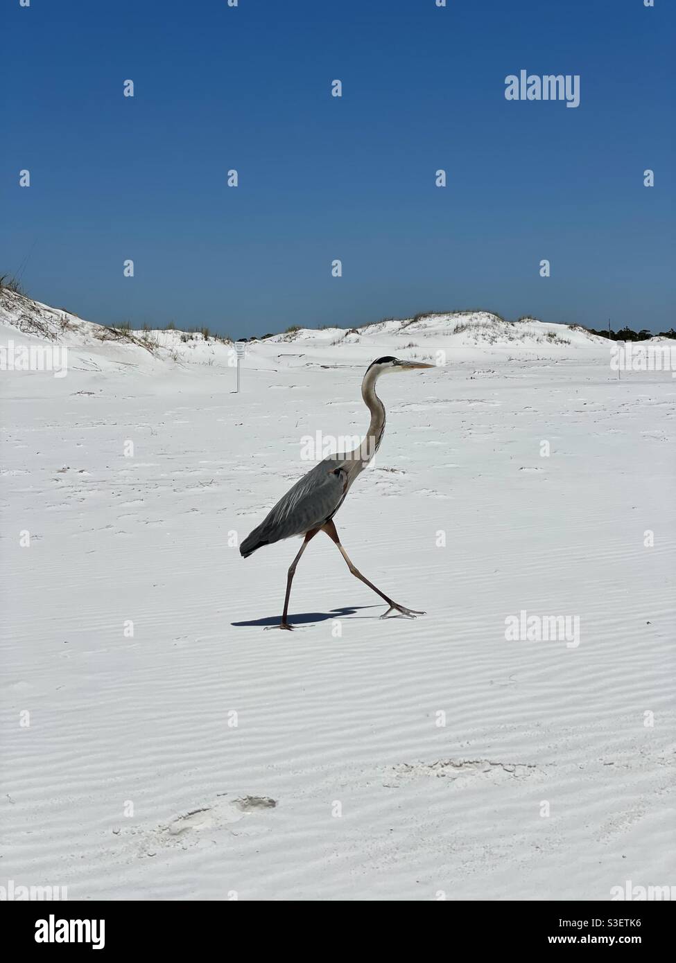 Great blue heron taking a step across white sand Florida beach - Smartphone Captured Stock Image
