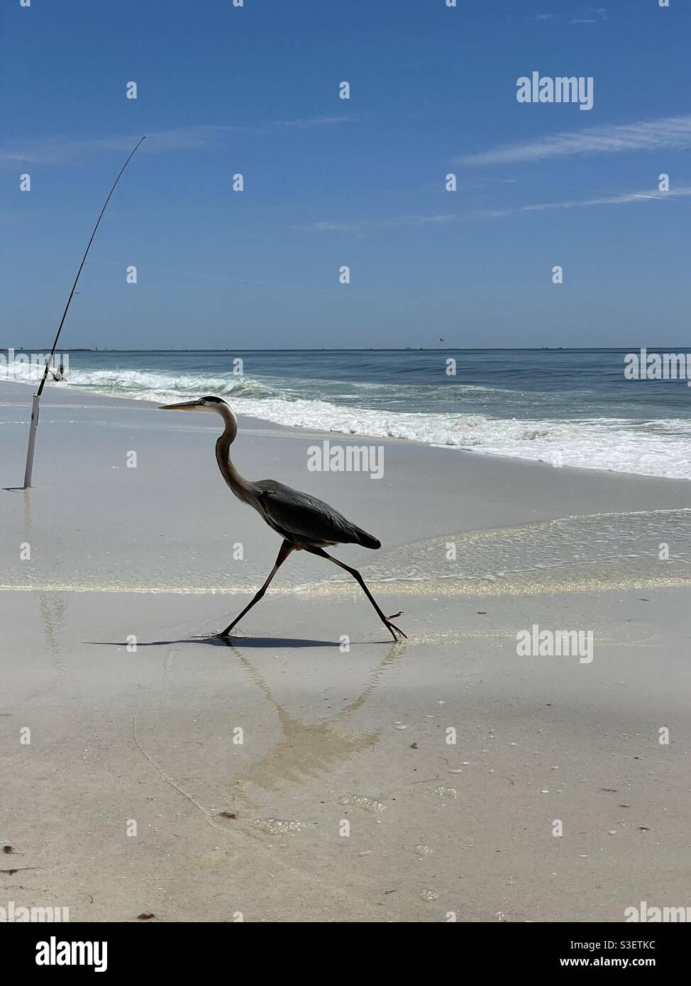 Great blue heron taking a large stride passing a fishing pole on the beach - Smartphone Captured Stock Image