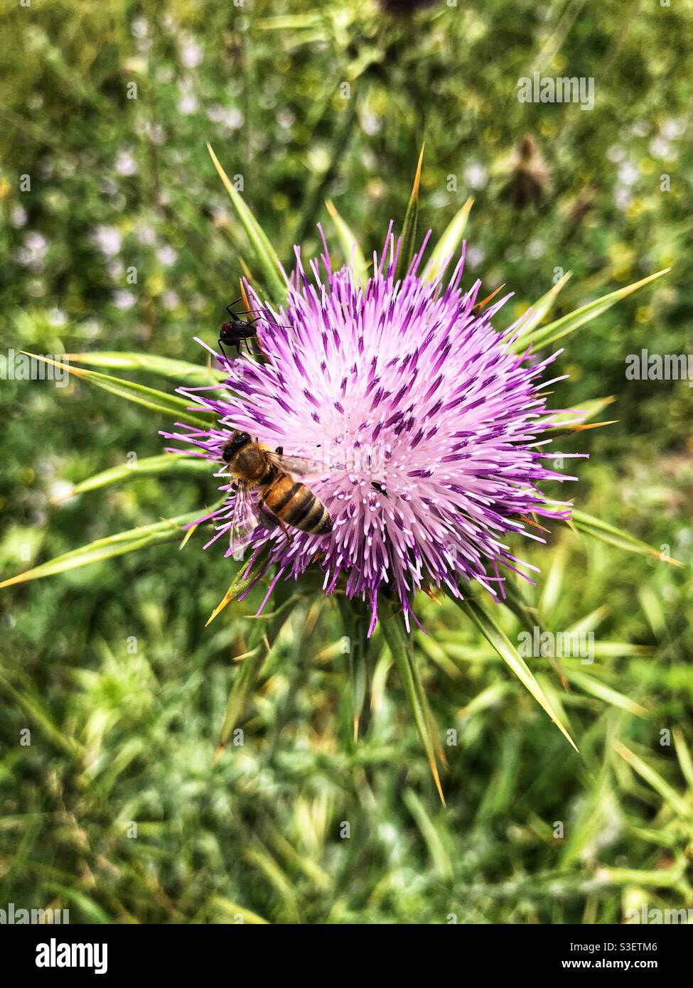 Honey bee on a milk thistle plant Stock Photo
