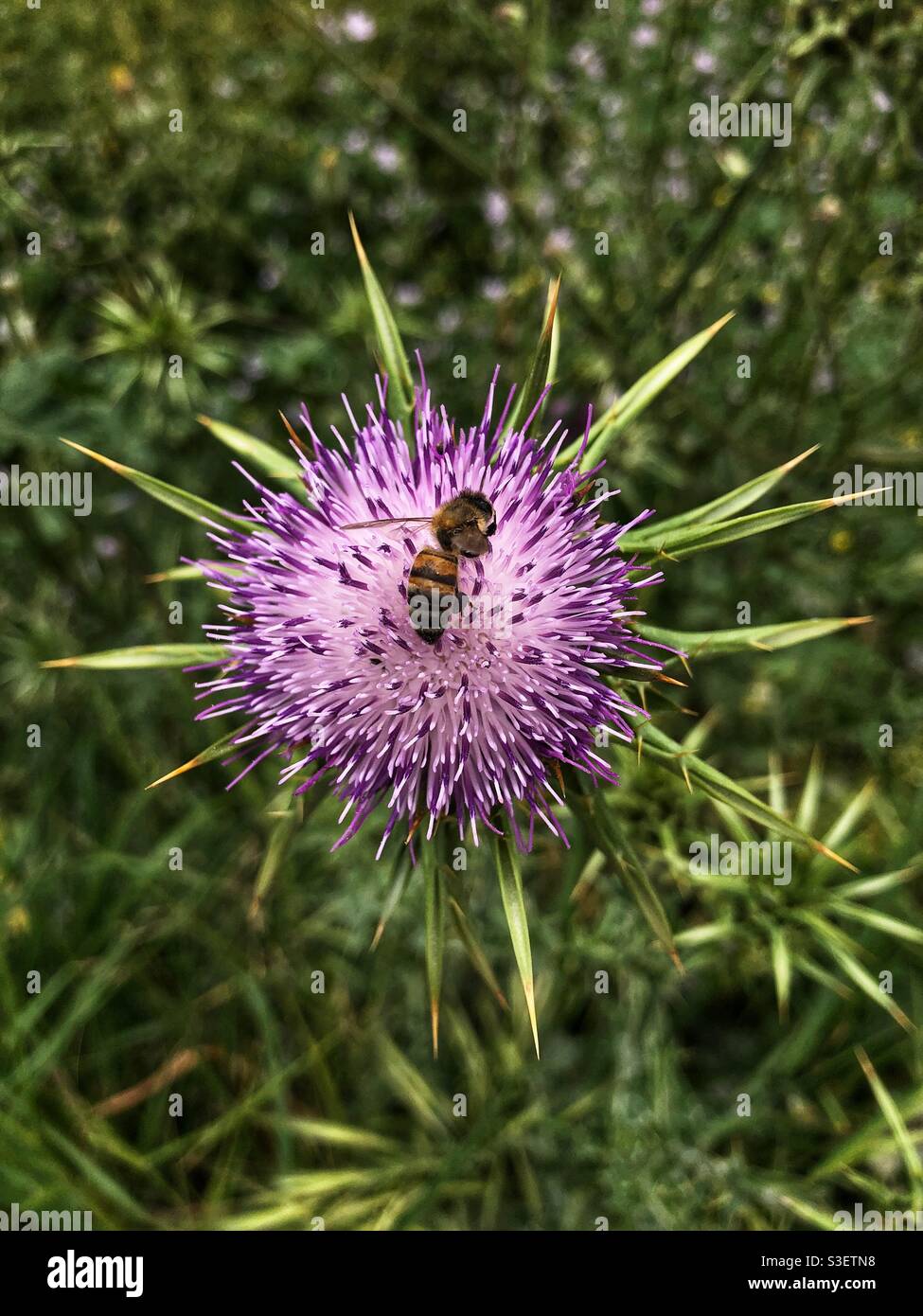 Honey bee on milk thistle plant Stock Photo