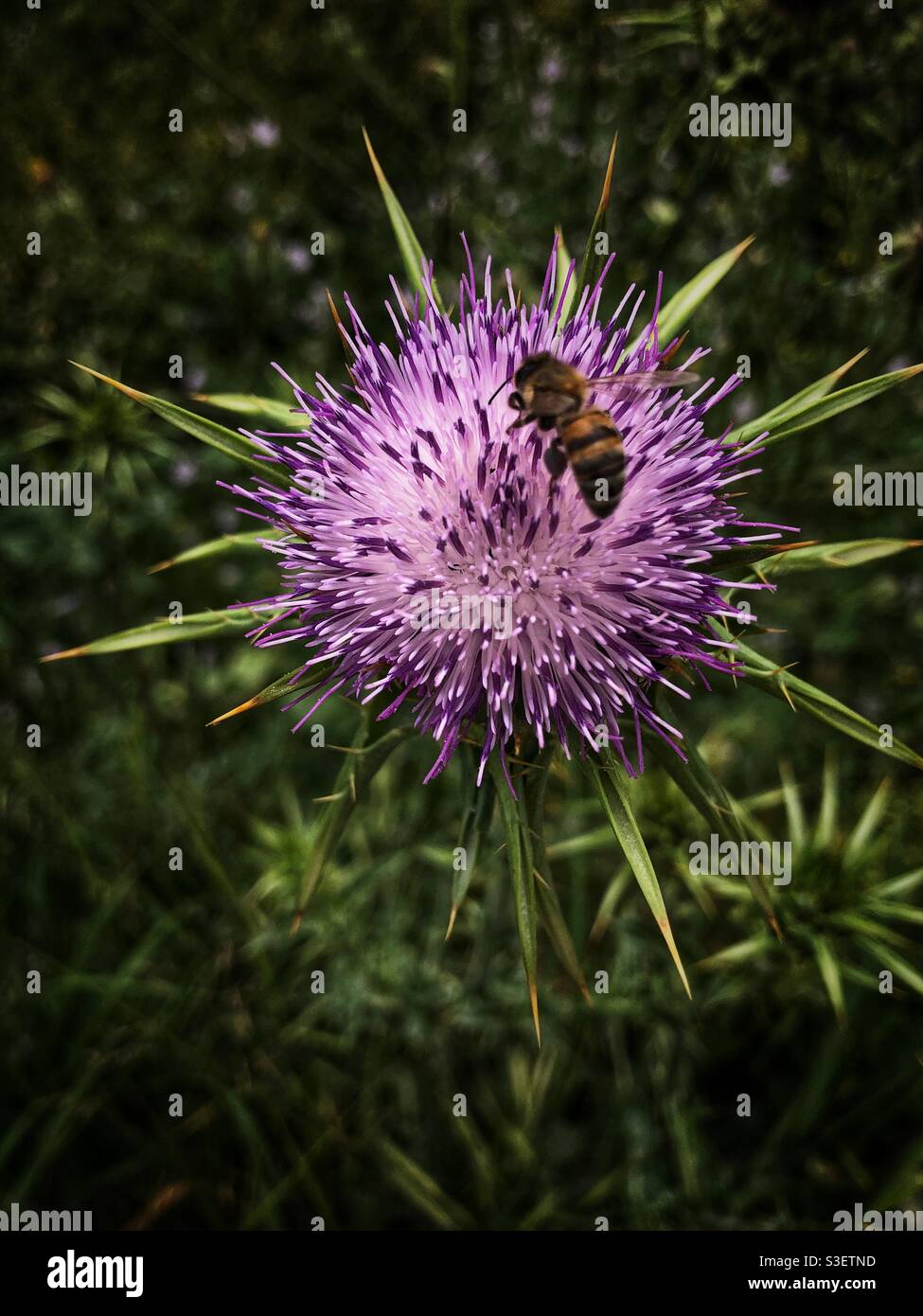 Honey bee on milk thistle plant Stock Photo