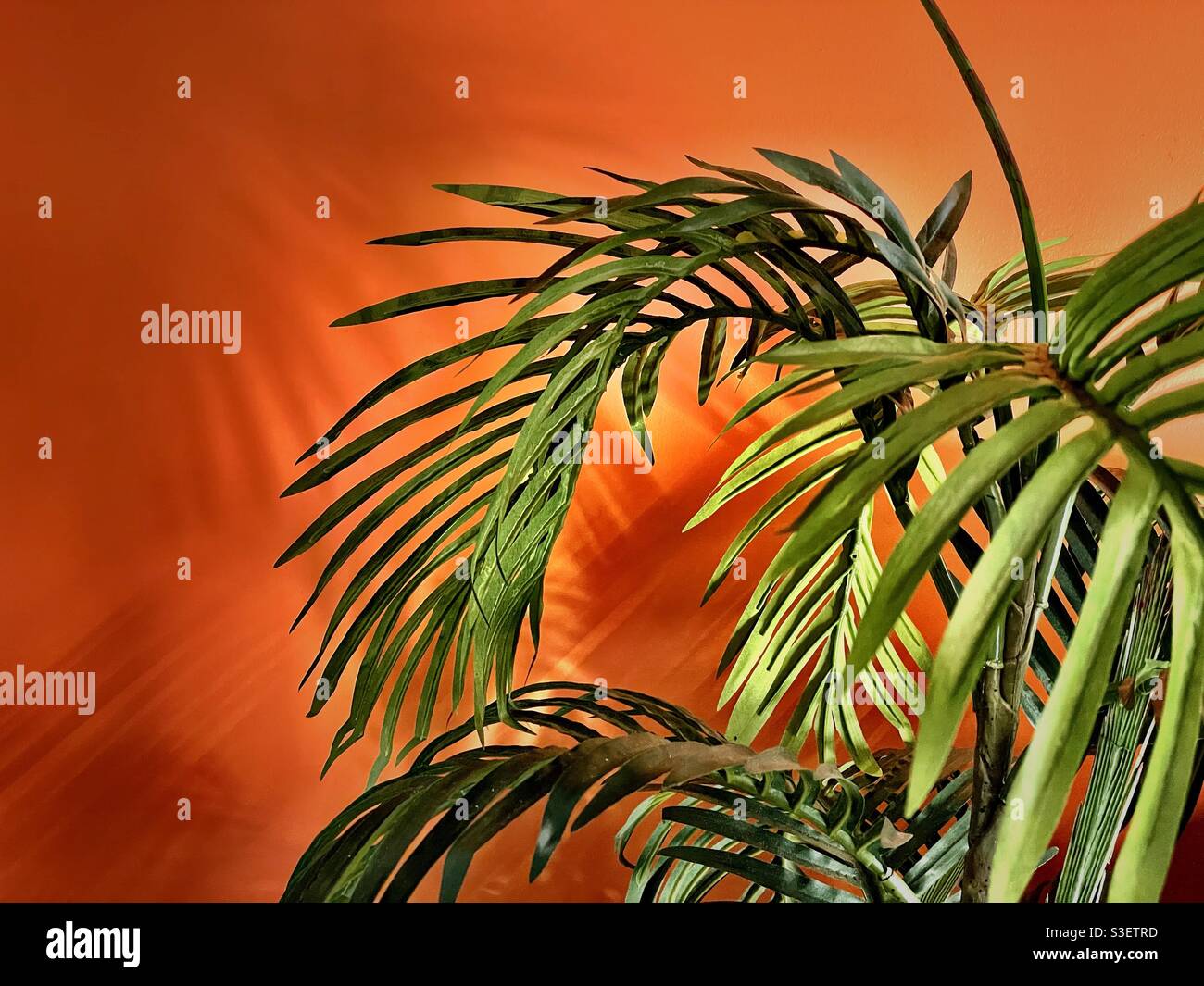 Potted pain in morning light - Smartphone Captured Stock Image