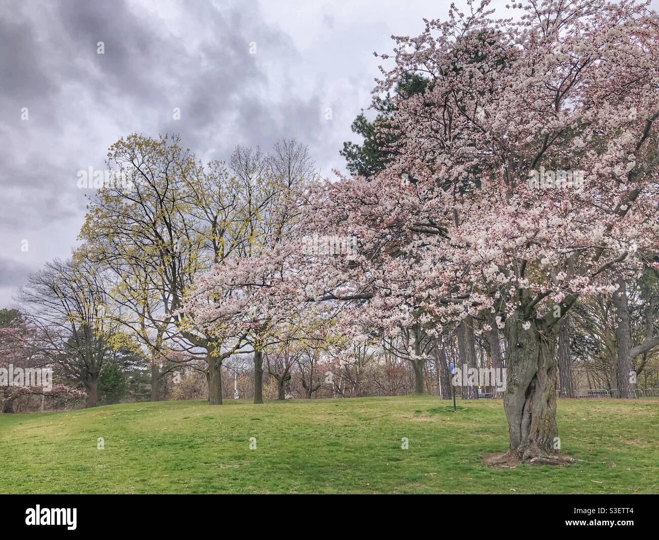 Cherry blossoms beginning to bloom. - Smartphone Captured Stock Image