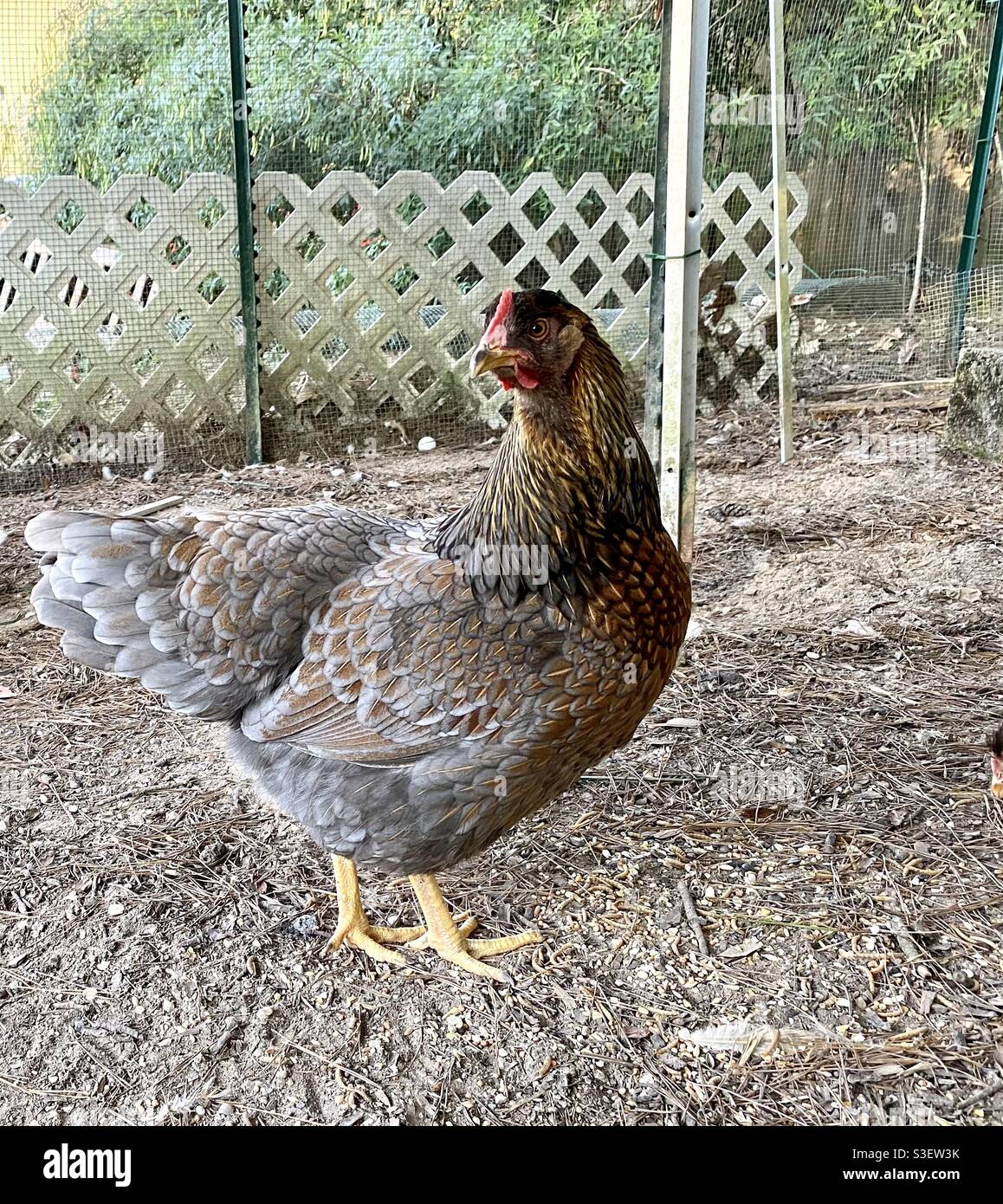 Blue hen chicken hires stock photography and images Alamy
