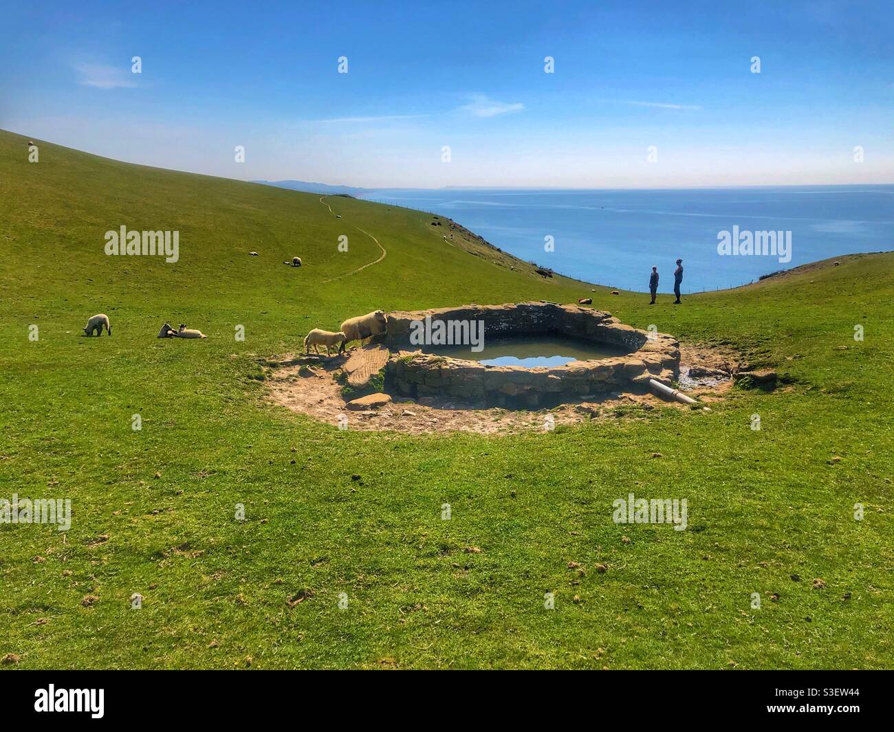 Sheep next to drinking well near Golden cap Dorset United Kingdom - Smartphone Captured Stock Image
