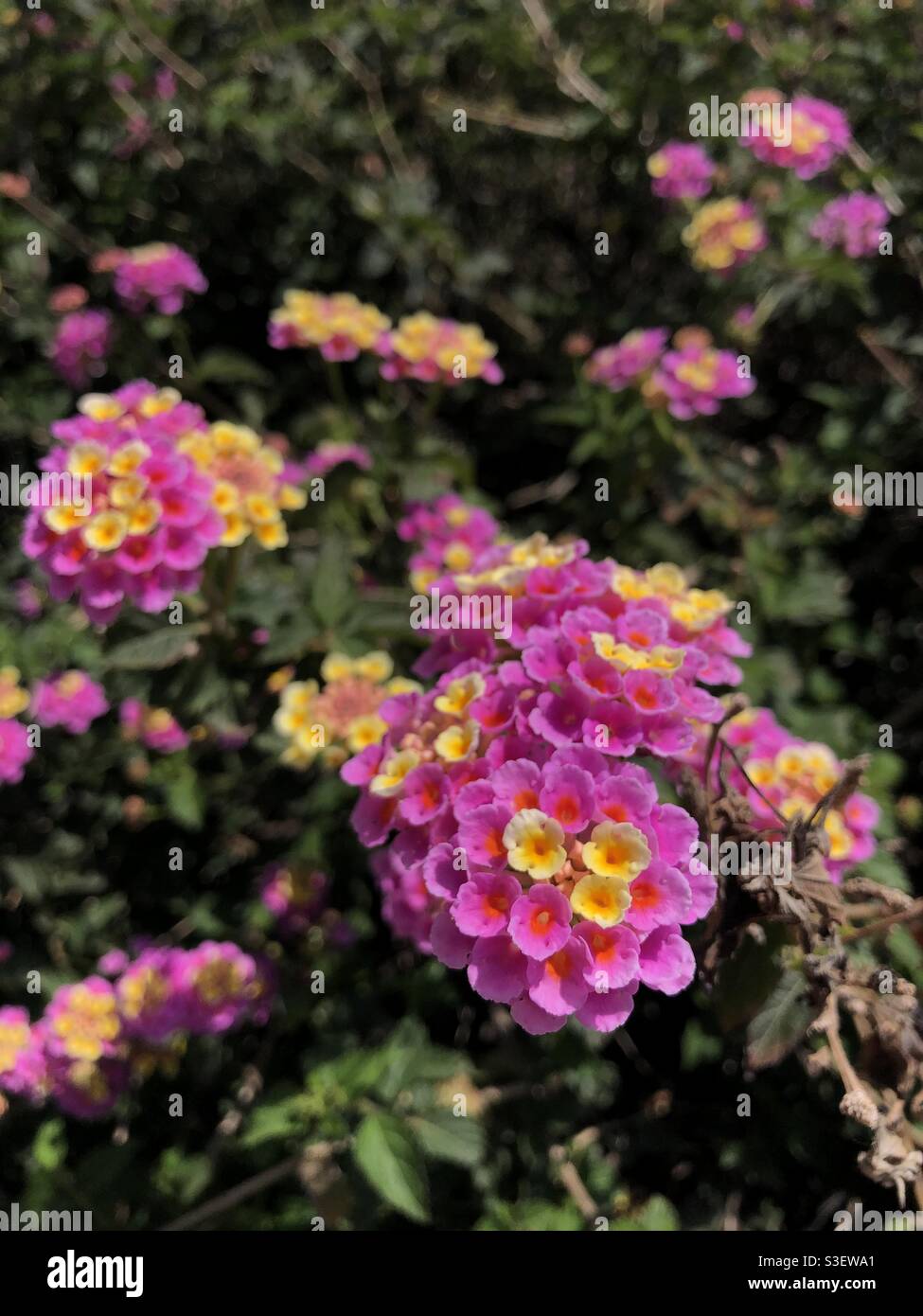 Beautiful flowers close up shot - Smartphone Captured Stock Image