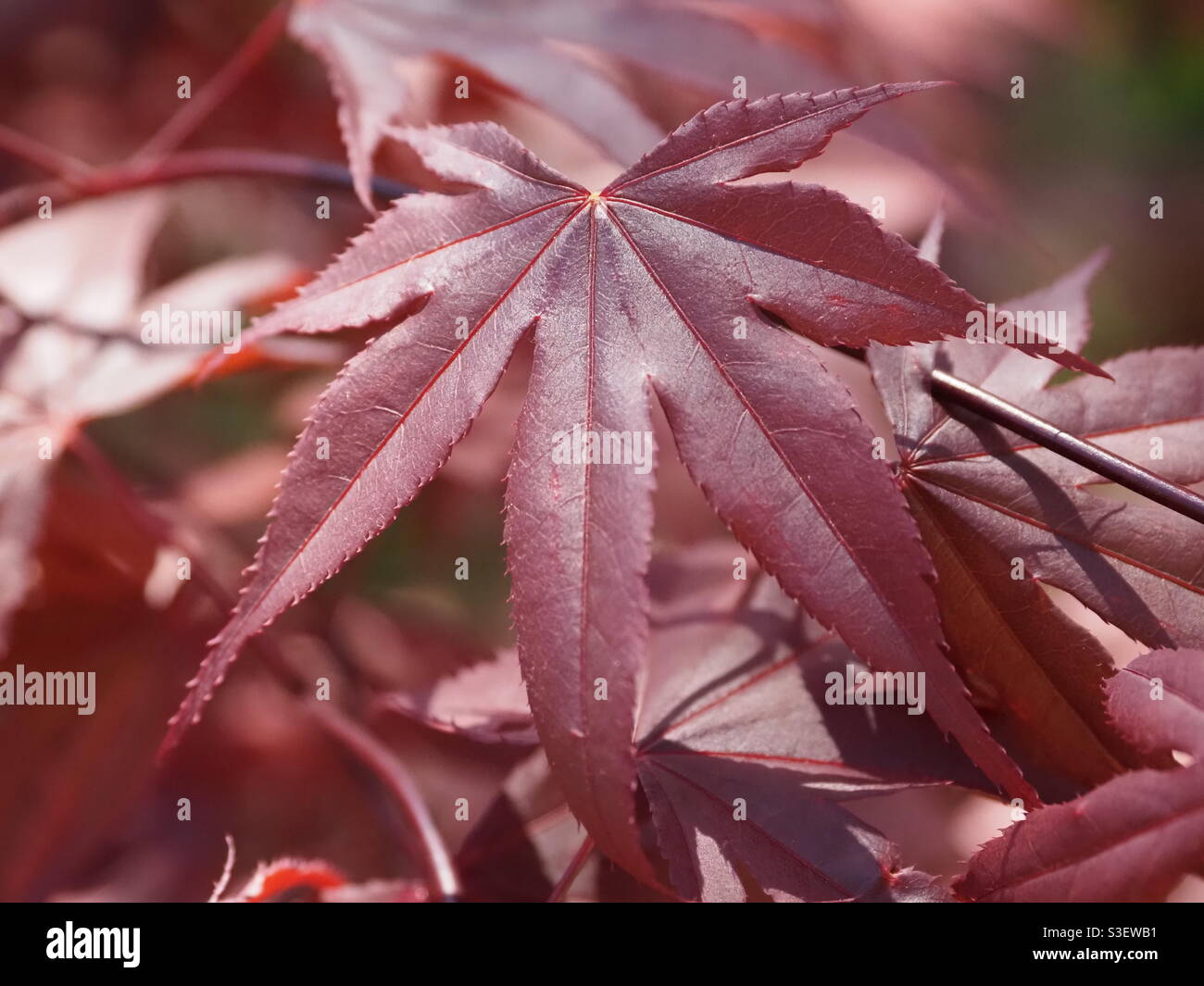 Blood Good Japanese Maple Leaf Stock Photo - Alamy