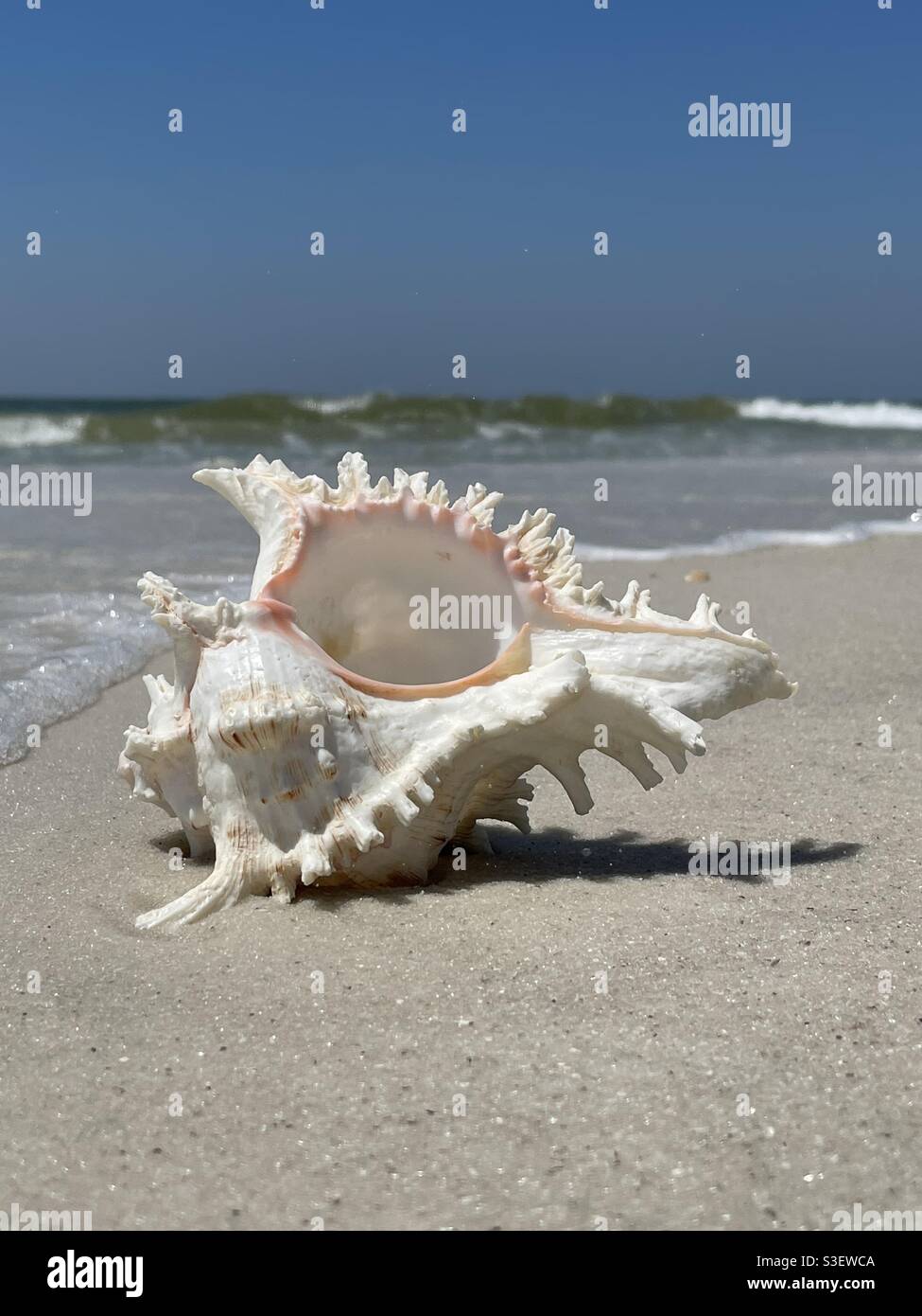 Select focus on a seashell with blurred beach background - Smartphone Captured Stock Image