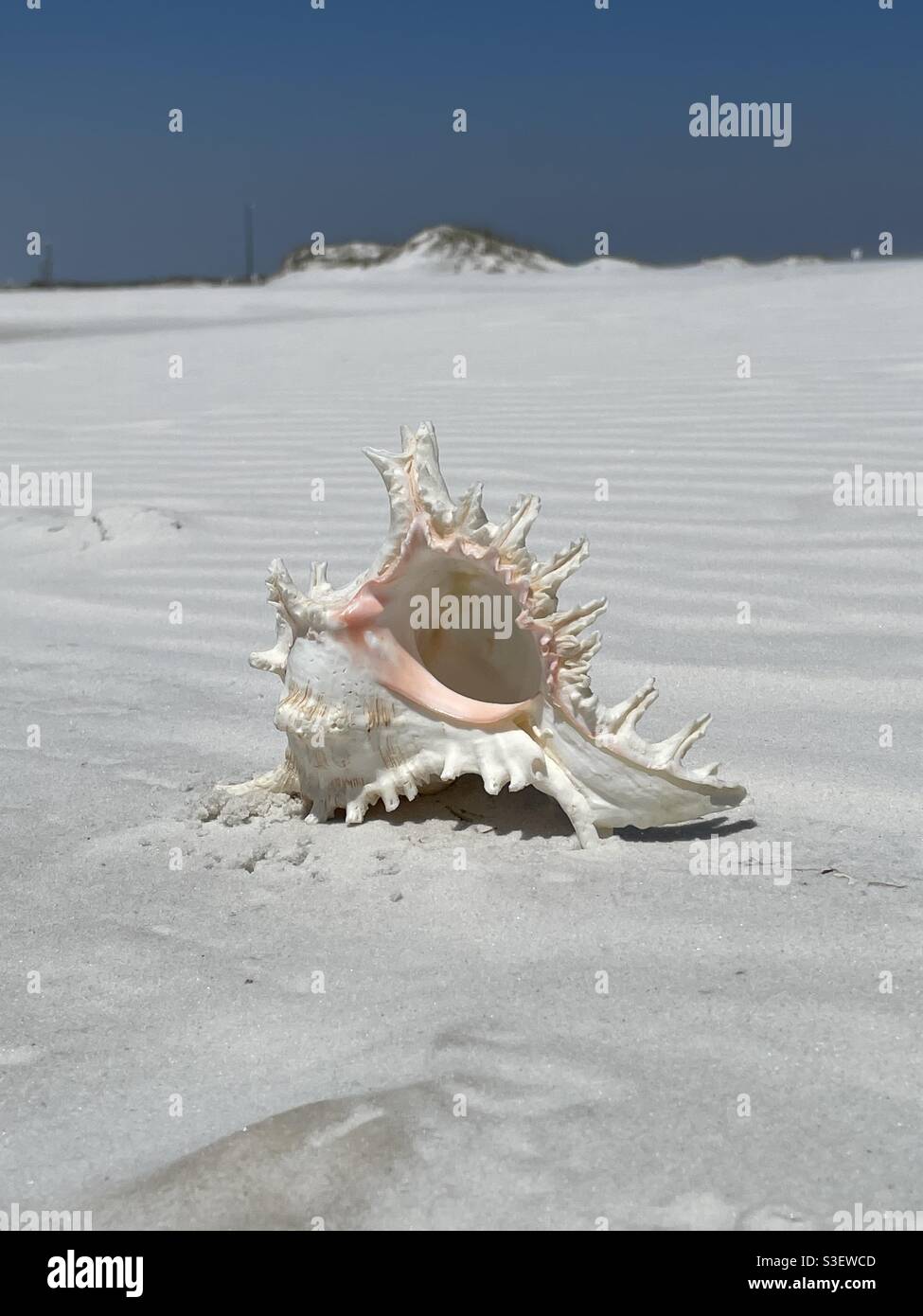 Select focus of a seashell on white sand beach with blurred background - Smartphone Captured Stock Image