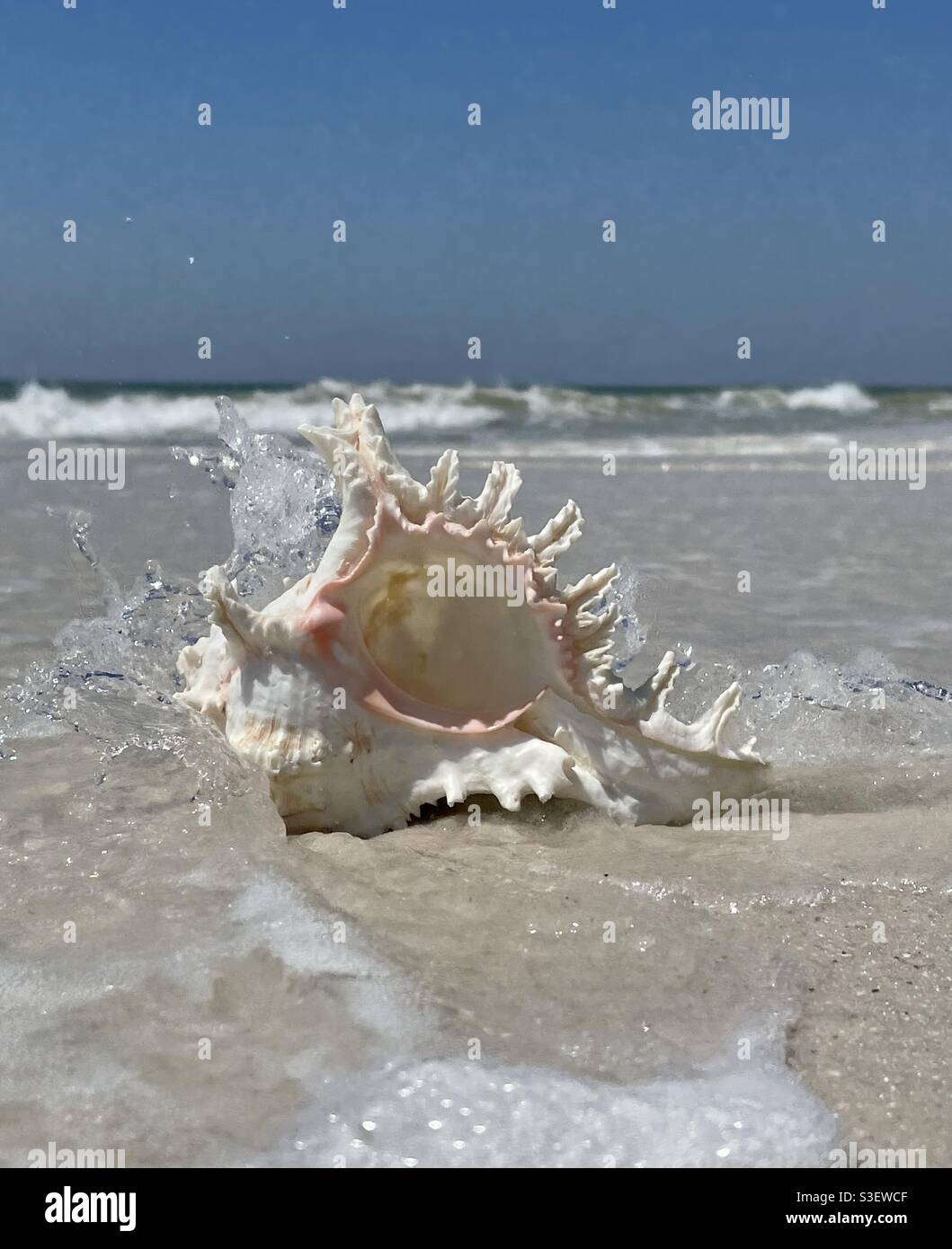 Select focus of water splashing over a seashell on the beach with blurred ocean background - Smartphone Captured Stock Image