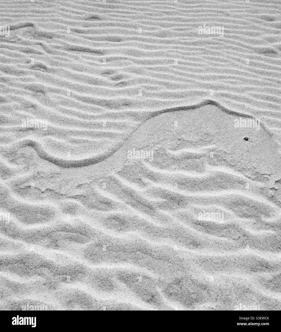 Wind blown sand patterns with the appearance of a dolphin in the sand - Smartphone Captured Stock Image