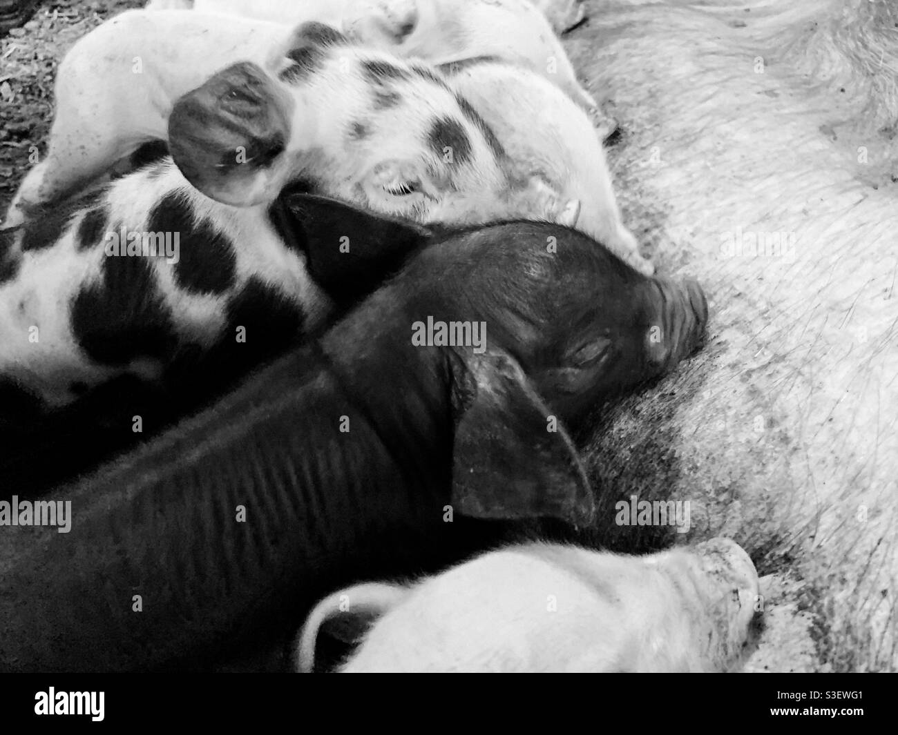 Different shades of piglets Stock Photo Alamy