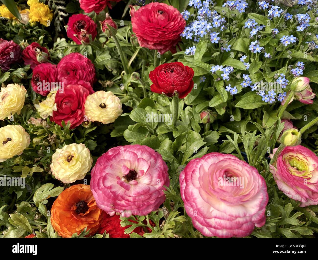 Sunshine pink flowers hi-res stock photography and images - Alamy