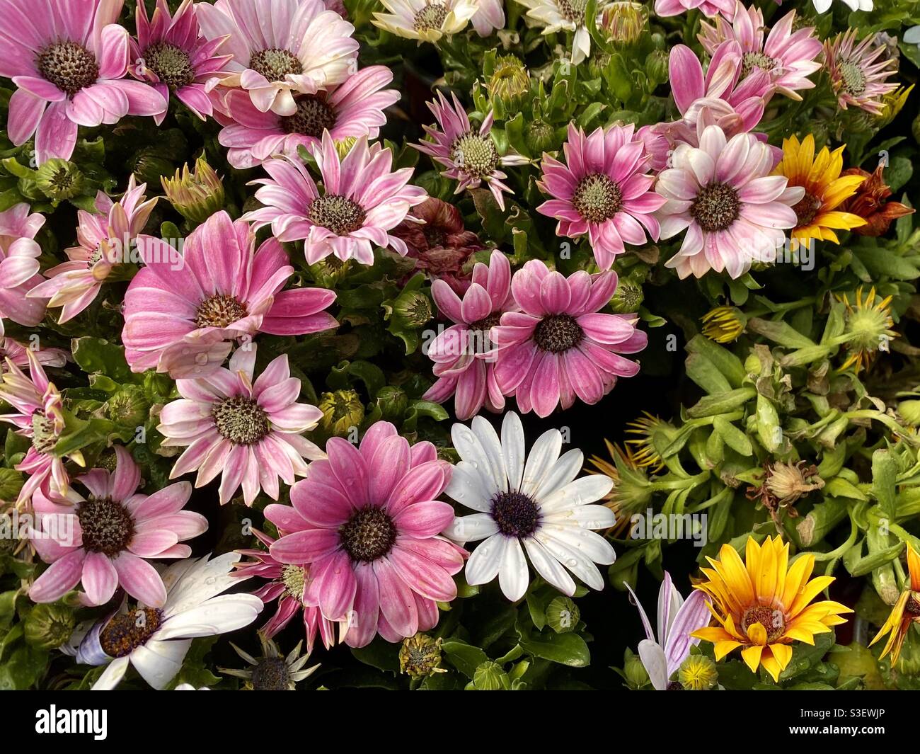 Sunshine pink flowers hi-res stock photography and images - Alamy