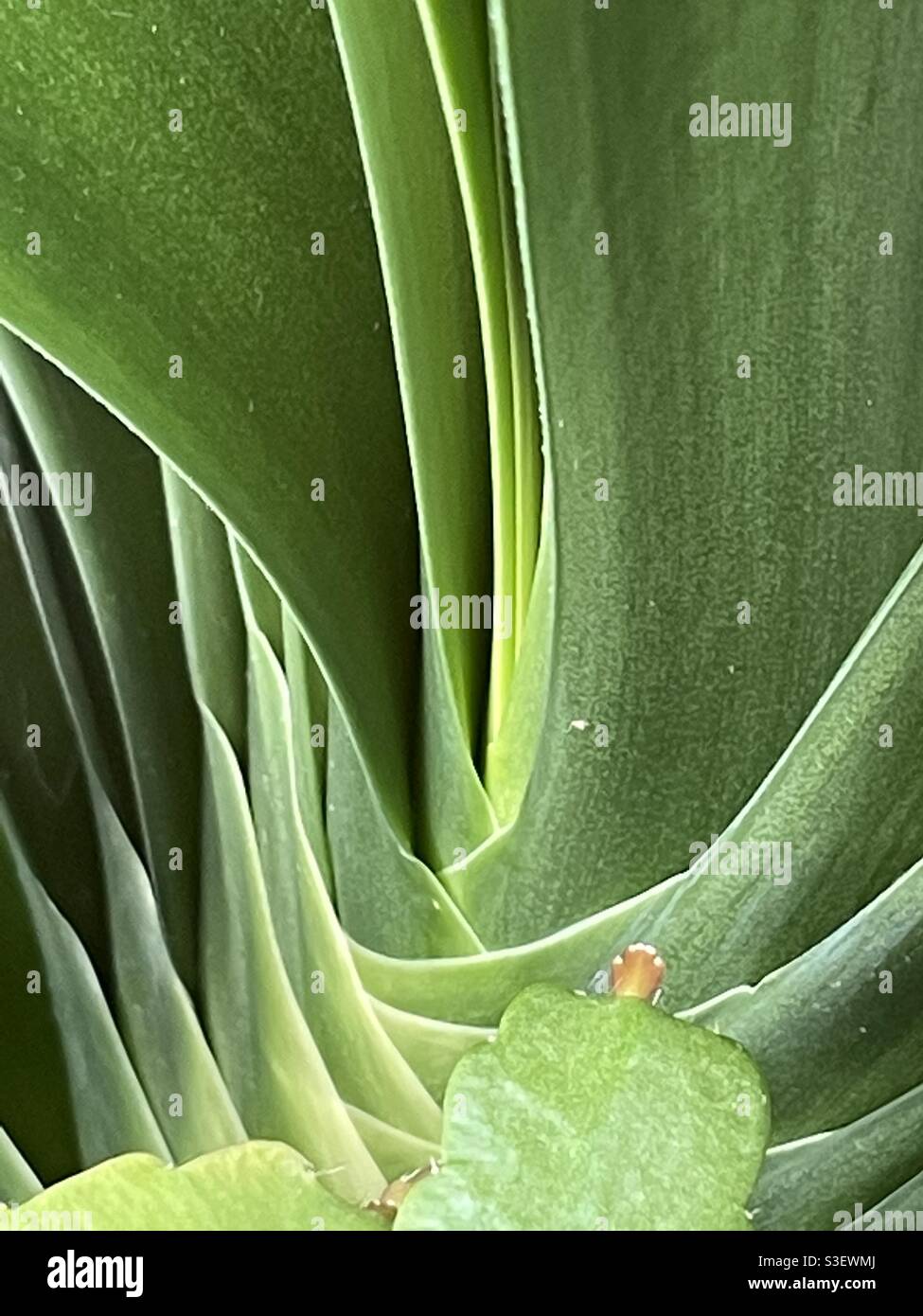 Base of plant hires stock photography and images Alamy