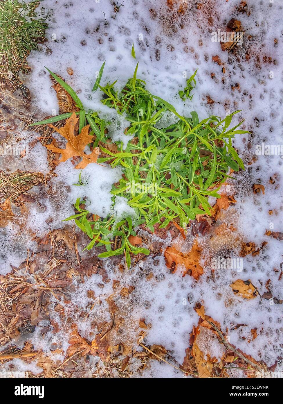 A thin layer of snow blanket new spring growth. - Smartphone Captured Stock Image