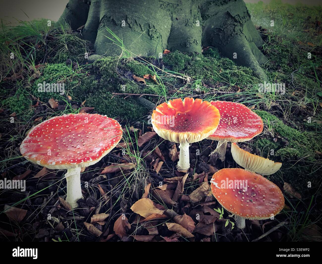 Beautiful bright red cap and white spots Fly Agaric (Amanita muscaria) mushrooms in the forest - Smartphone Captured Stock Image