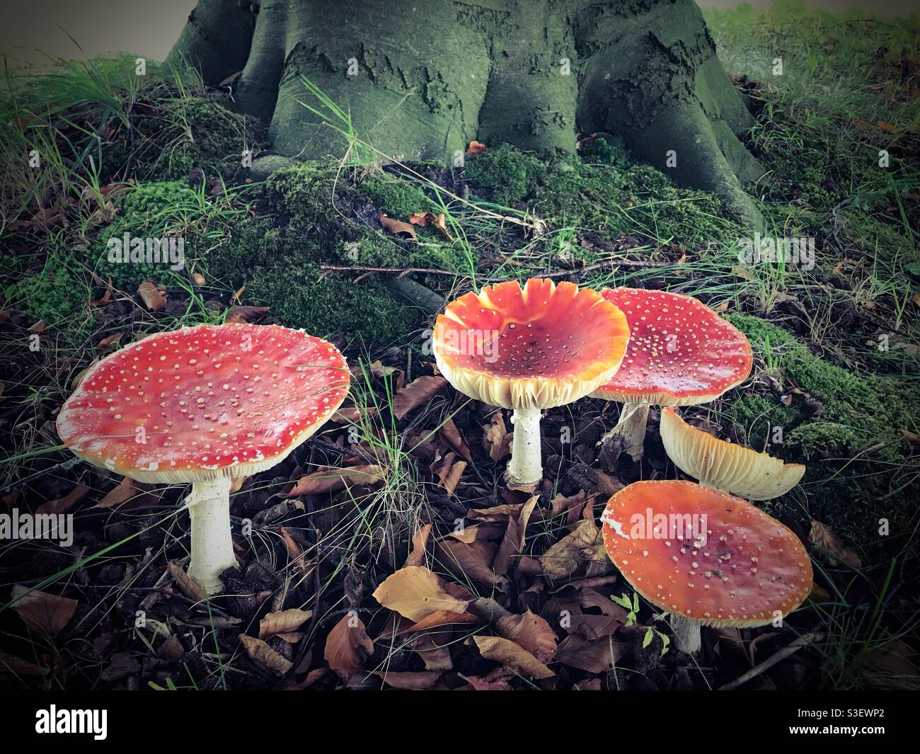 Beautiful read mushrooms in the woods. Fairytales Stock Photo