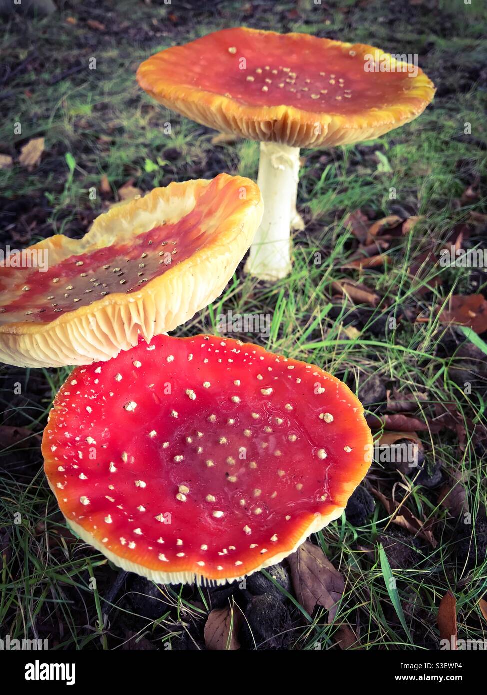 Beautiful bright red cap and white spots Fly Agaric (Amanita muscaria) mushrooms in the forest - Smartphone Captured Stock Image