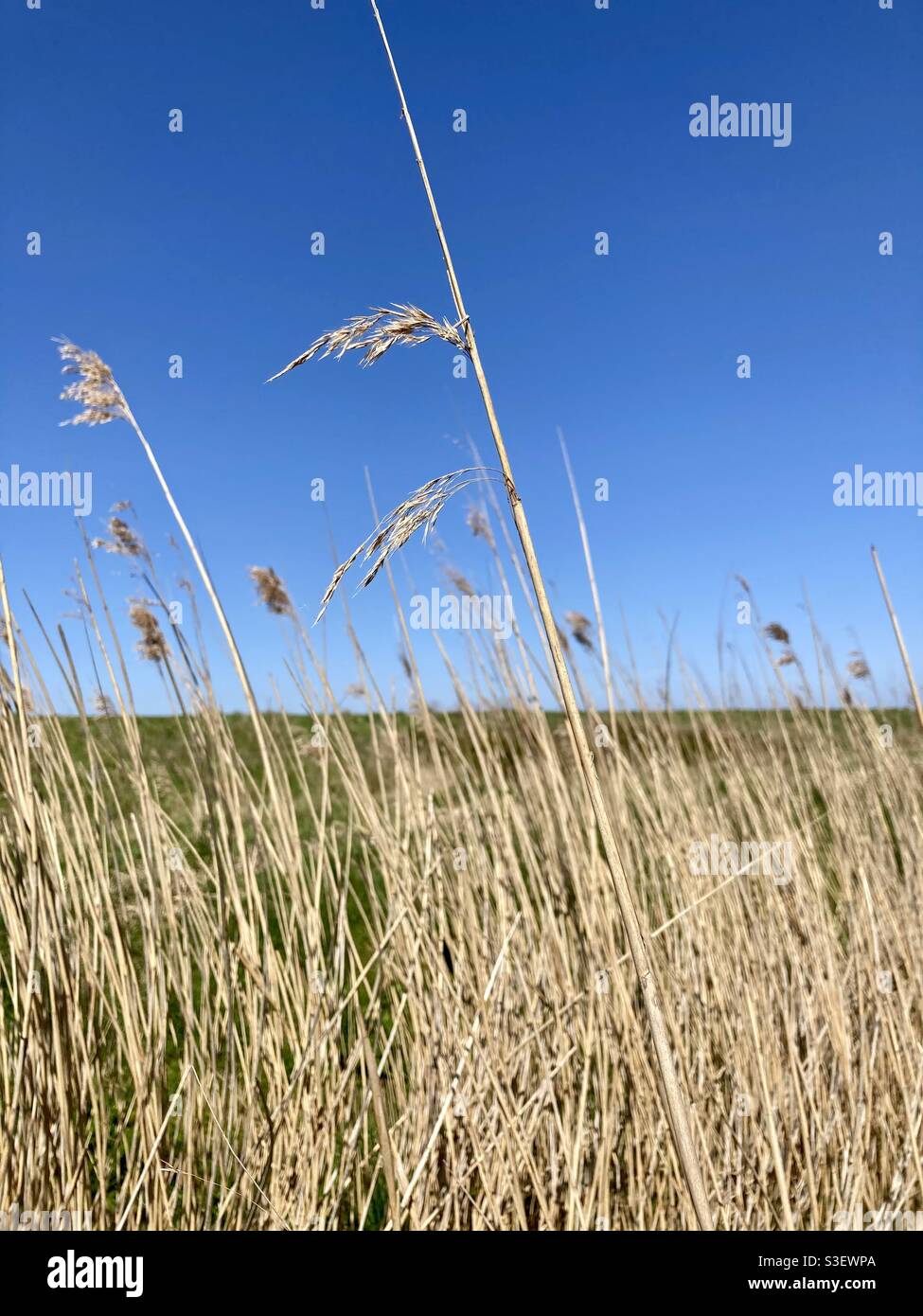 Marshland long grass Reed Stock Photo