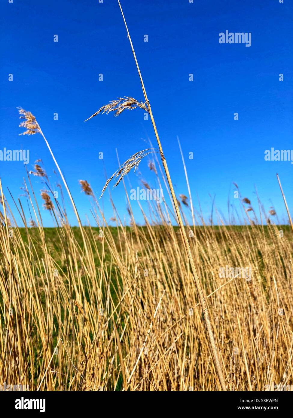 Long grass reeds at bleadon levels nature reserve wetlands Stock Photo