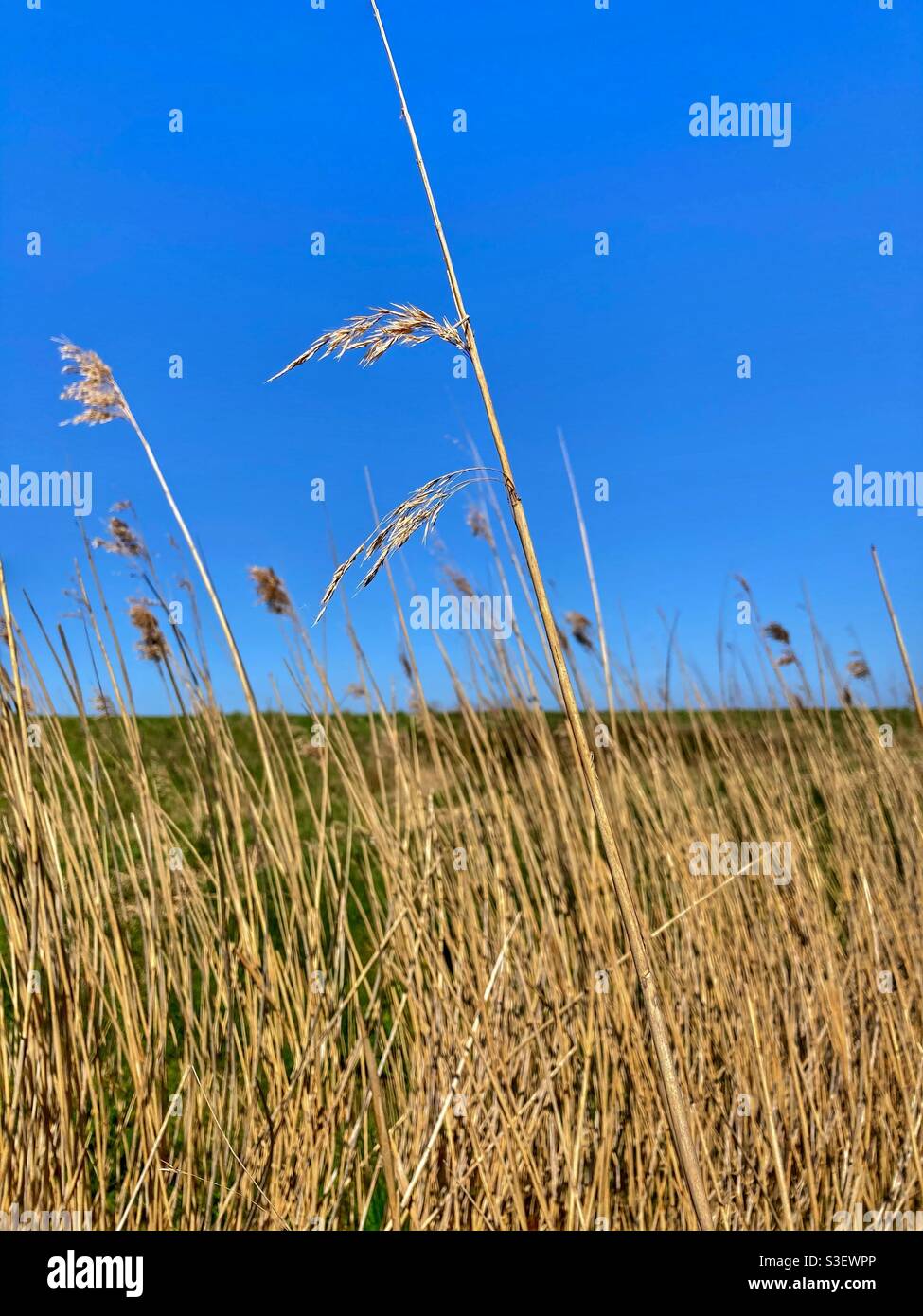 Long grass in marshland at Bleadon levels nature reserve near Uphill, North Somerset, uk Stock Photo
