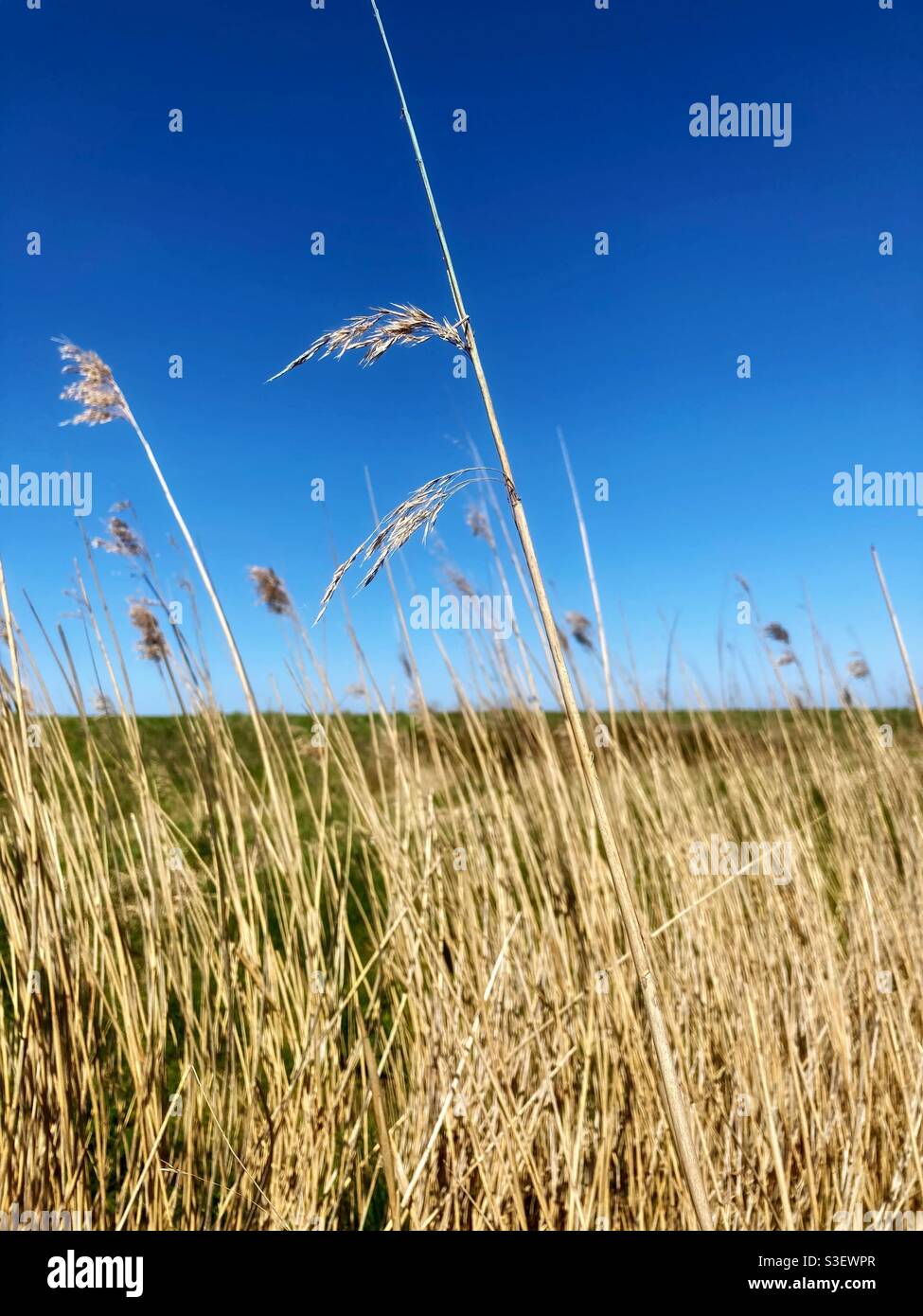 Tall marsh reeds at Bleadon levels nature reserve, North Somerset, Uk Stock Photo