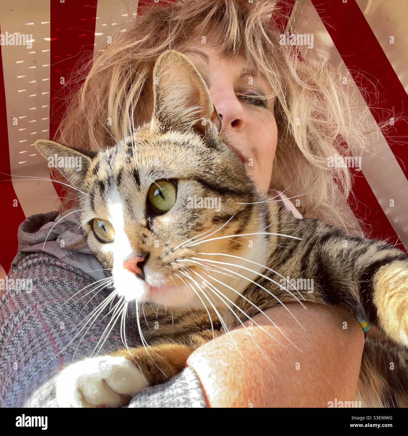 The Cat Owner. - Smartphone Captured Stock Image