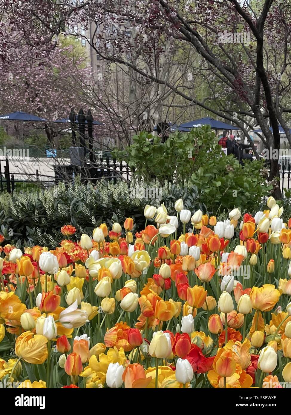 Tulips in Madison Square, Park, NYC, USA - Smartphone Captured Stock Image