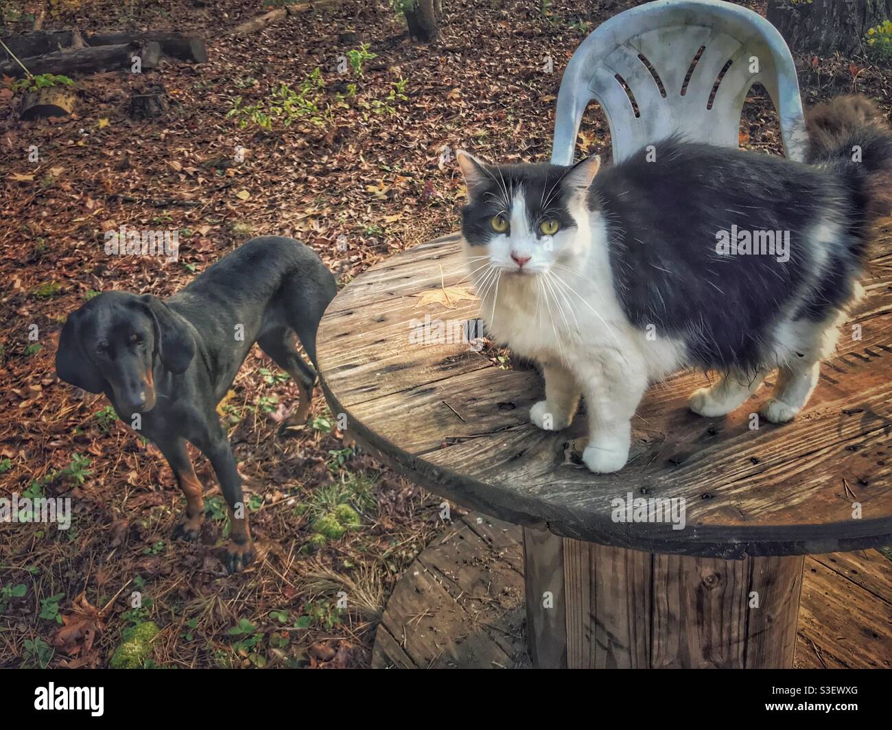Fluffy black and white cat remains aloof from black hound by perching on outdoor table - Smartphone Captured Stock Image