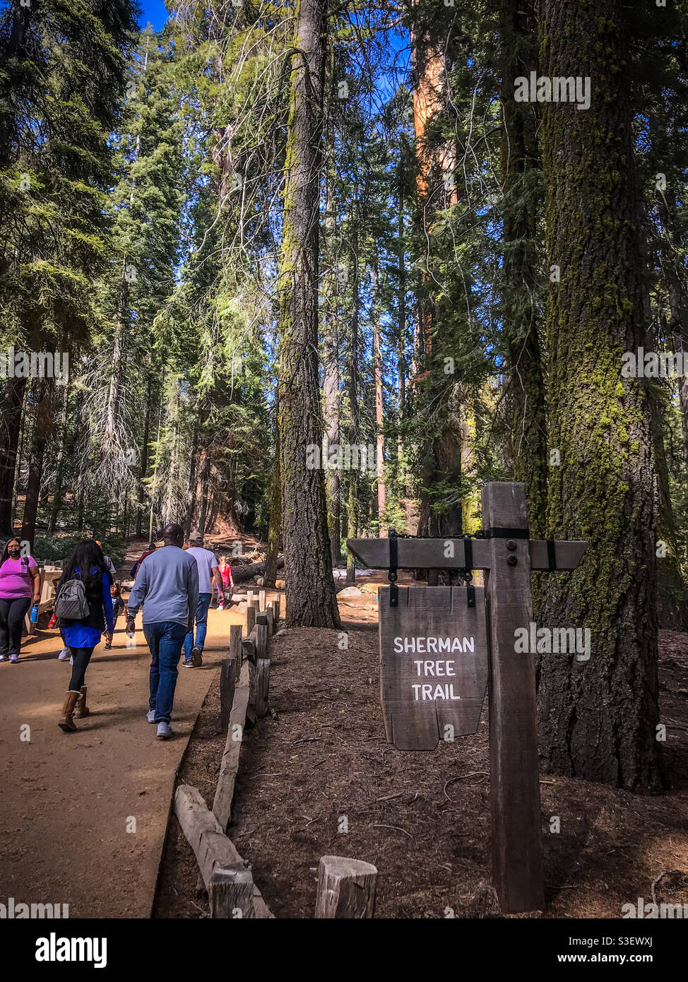 Walking the path along the General Sherman Tree Trail in Sequoia national Park California USA Stock Photo