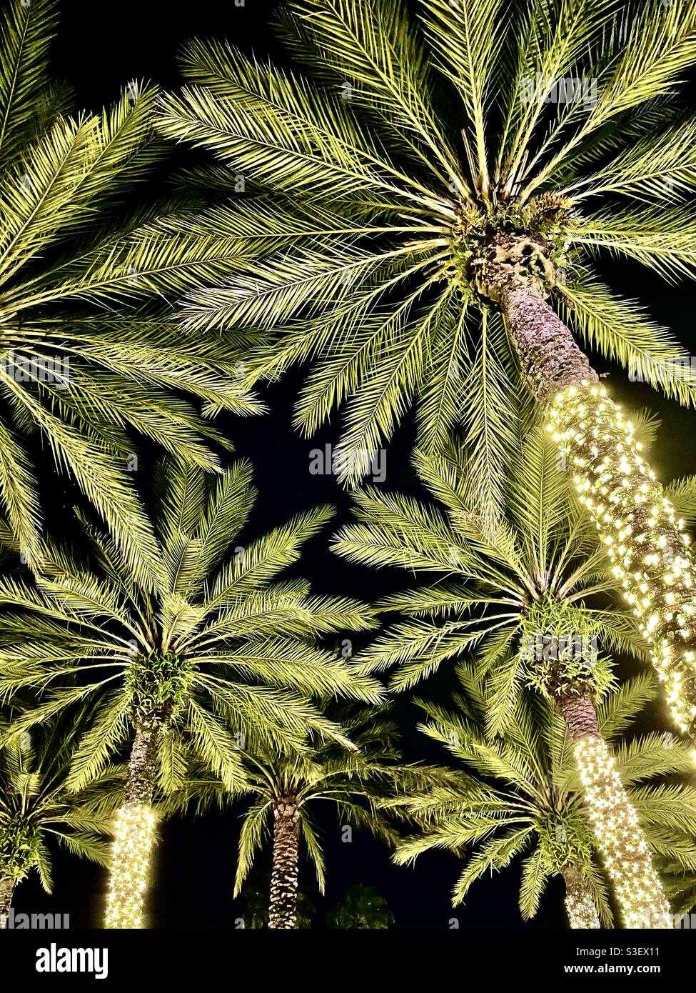 Florida Christmas Trees Stock Photo