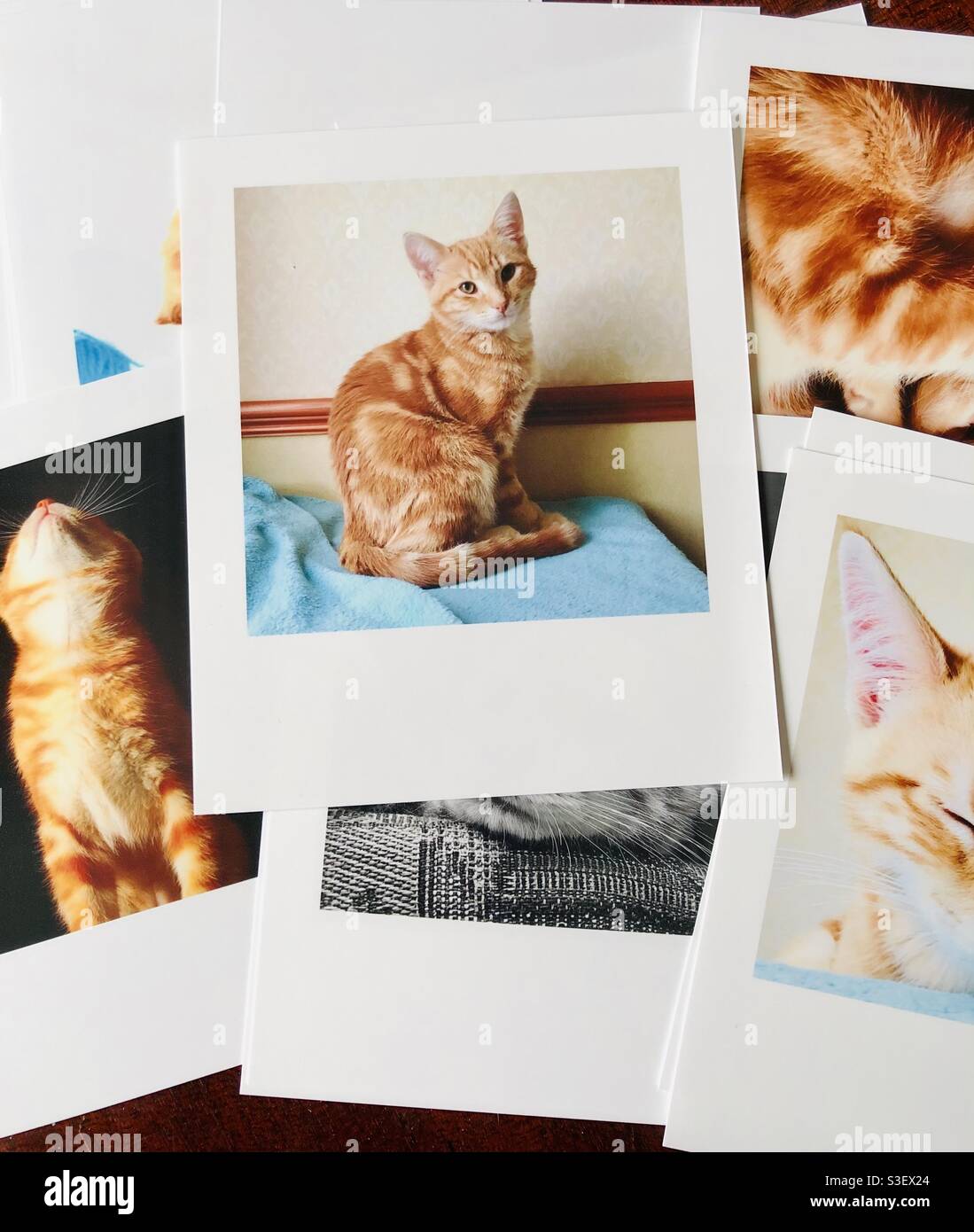 Sorting through photos of a ginger tom cat - Smartphone Captured Stock Image