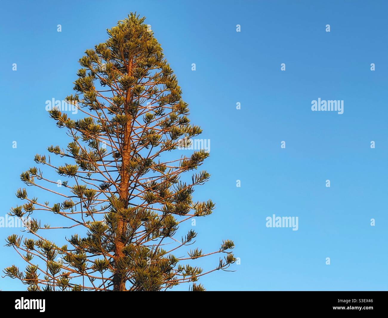 Low angle view of a Norfolk Island pine tree against blue sky in late afternoon sun on Margate Beach, Queensland, Australia - Smartphone Captured Stock Image