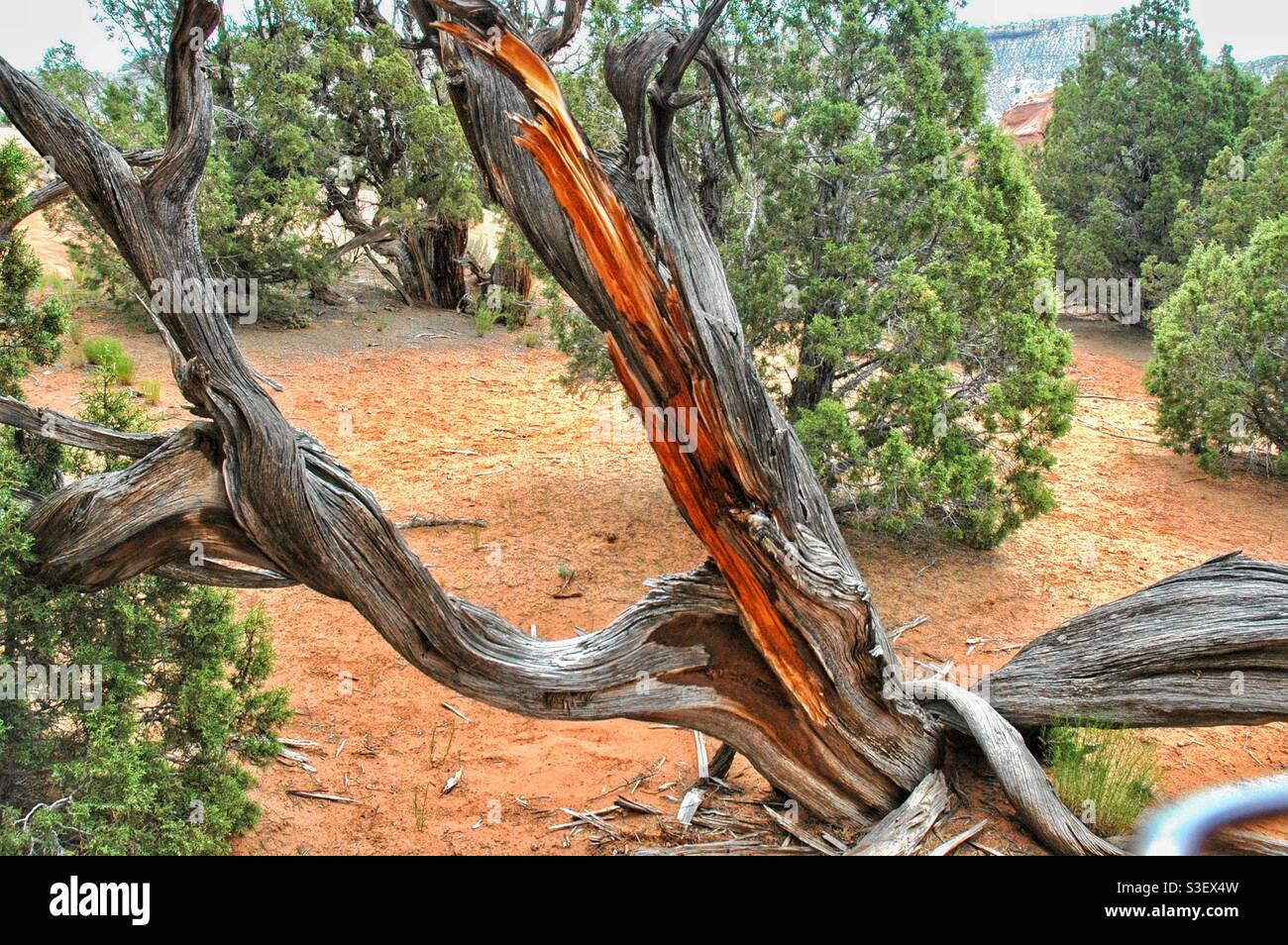 Dead tree, Bryce Canyon National Park, Utah - Smartphone Captured Stock Image