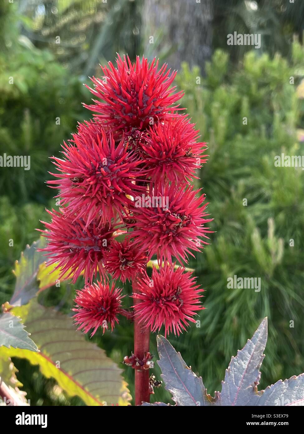 Castor oil red blooms - Smartphone Captured Stock Image