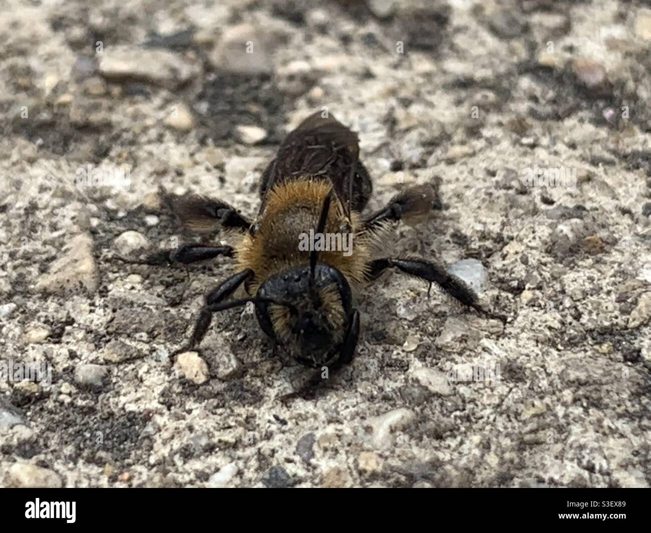 Macro of a baby honeybee. Stock Photo