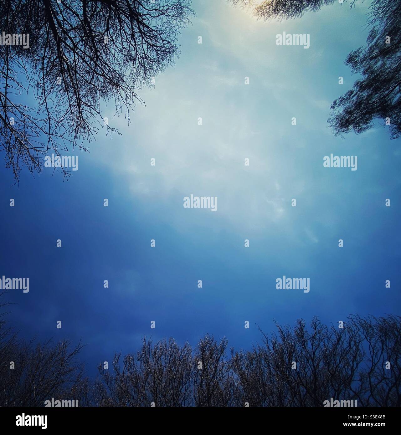 A photograph looking upwards at blue sky, with framing from tree branches - Smartphone Captured Stock Image