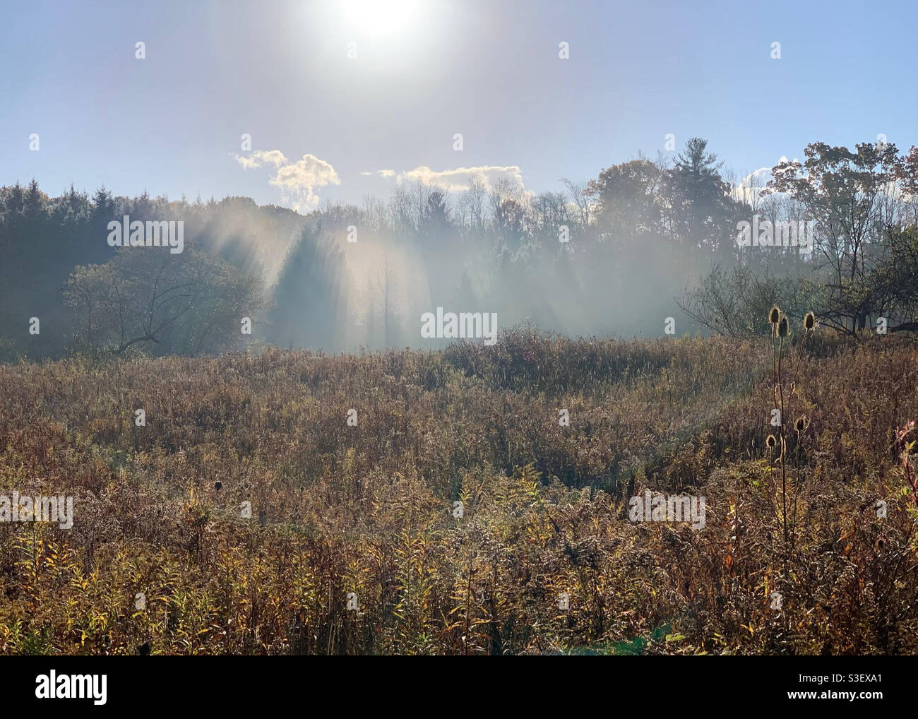 Sun rays in the early fall morning generating silhouette of trees. - Smartphone Captured Stock Image