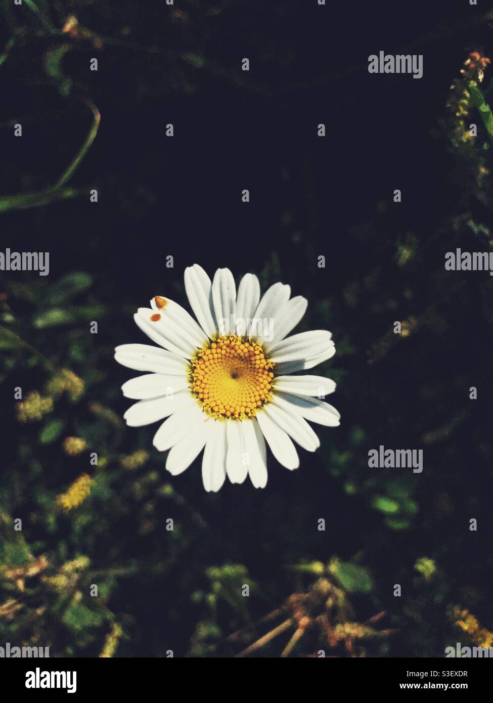 Single daisy - Smartphone Captured Stock Image