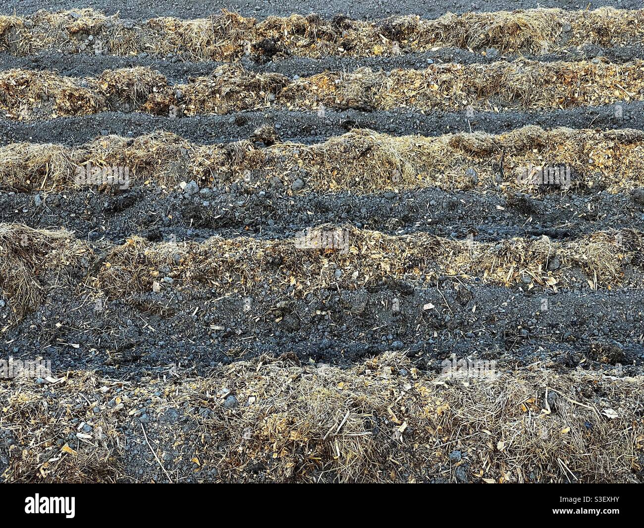 Rows of soil on a garden allotment with manure on top - Smartphone Captured Stock Image