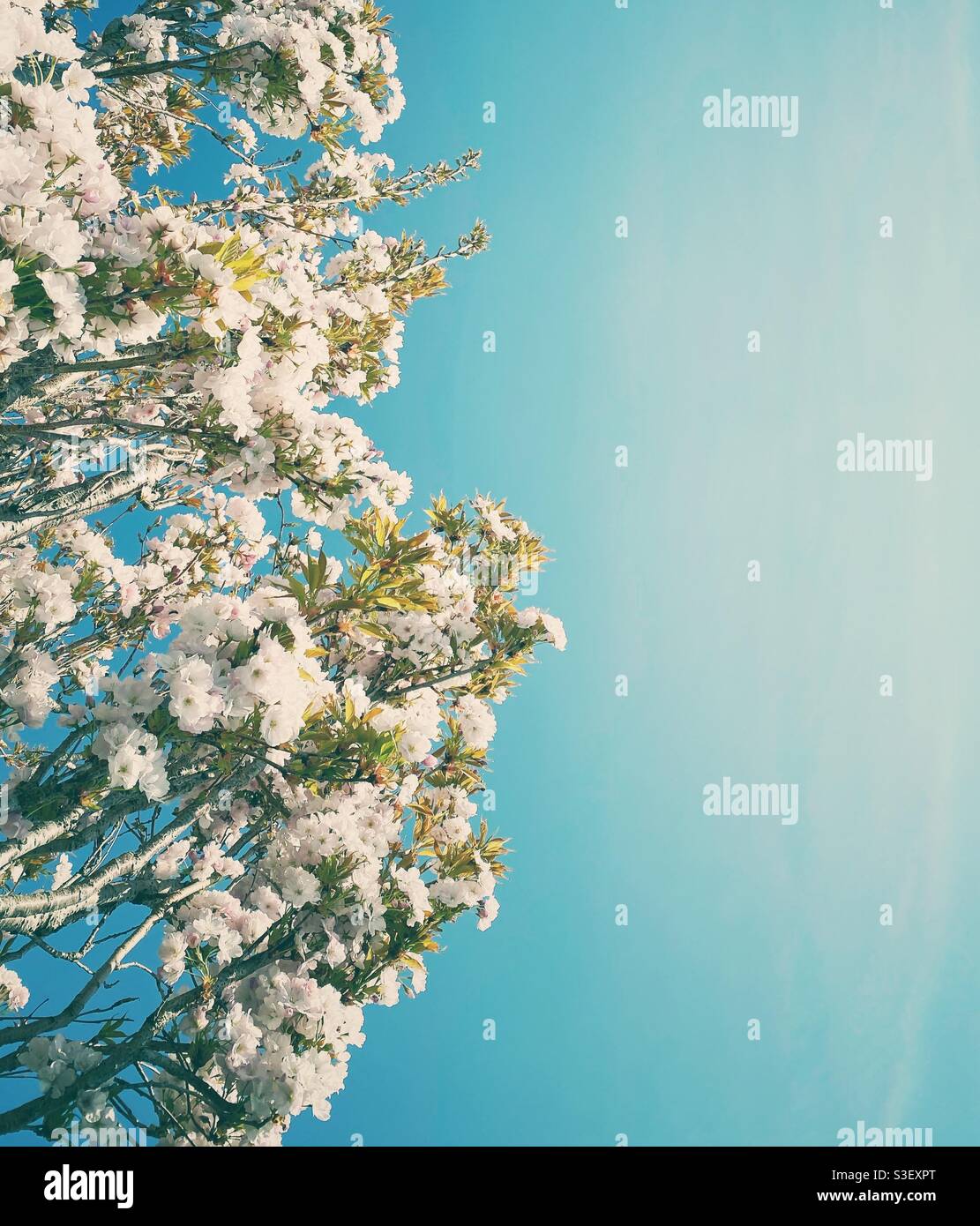 A photograph of delicate white and pink cherry blossom on a tree against a vivid turquoise sky Stock Photo