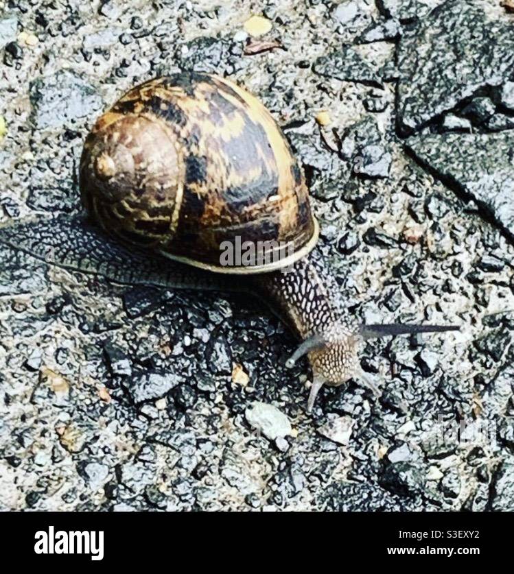 Snails pace hires stock photography and images Alamy