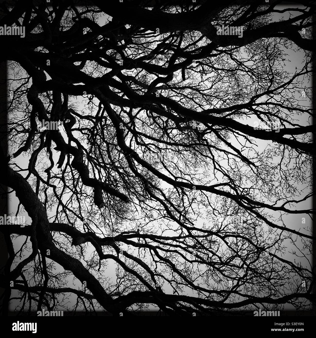 Black and white, monochrome silhouette of tree branches against the sky - Smartphone Captured Stock Image